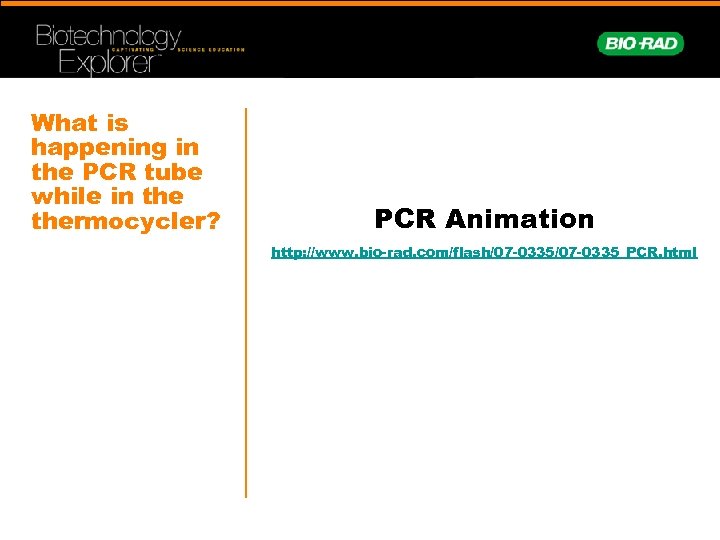 What is happening in the PCR tube while in thermocycler? PCR Animation http: //www.