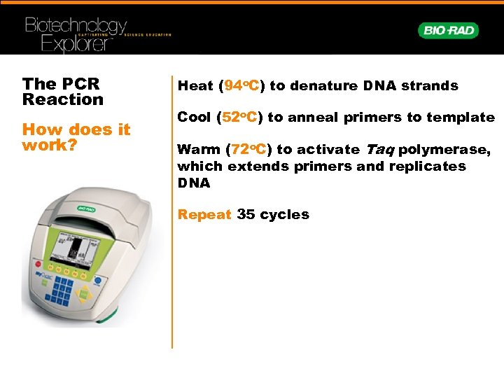 The PCR Reaction How does it work? Heat (94 o. C) to denature DNA