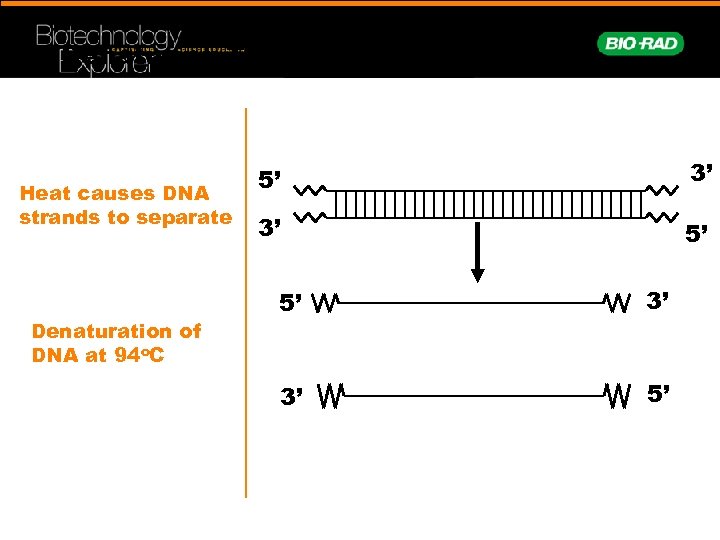 Denaturing Template DNA Heat causes DNA strands to separate Denaturation of DNA at 94