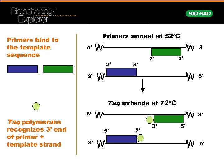 Annealing Primers bind to the template sequence Primers anneal at 52 o. C 5’