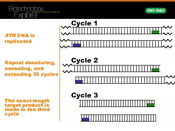 Cycle 1 STR DNA is replicated Repeat denaturing, annealing, and extending 35 cycles The