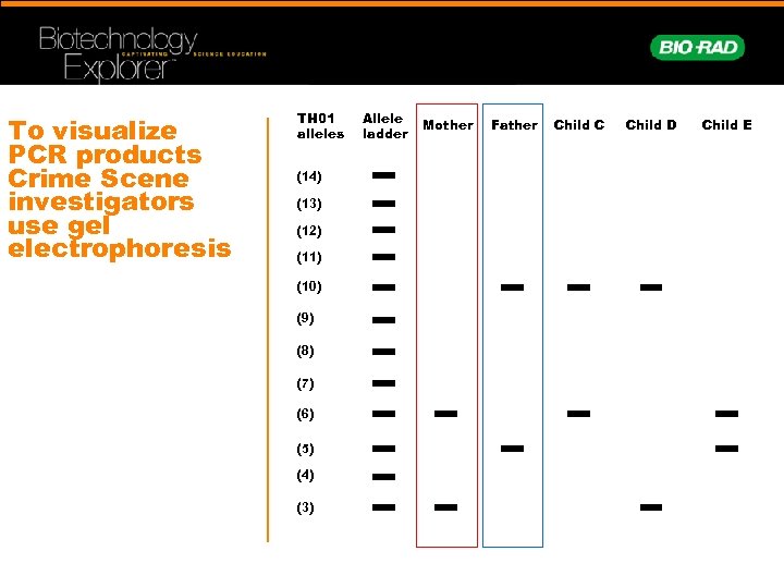 To visualize PCR products Crime Scene investigators use gel electrophoresis TH 01 alleles (14)