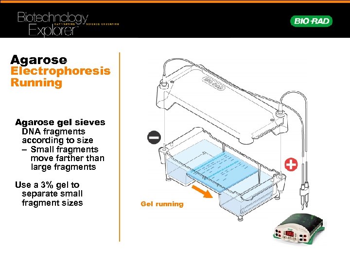 Agarose Electrophoresis Running Agarose gel sieves DNA fragments according to size – Small fragments