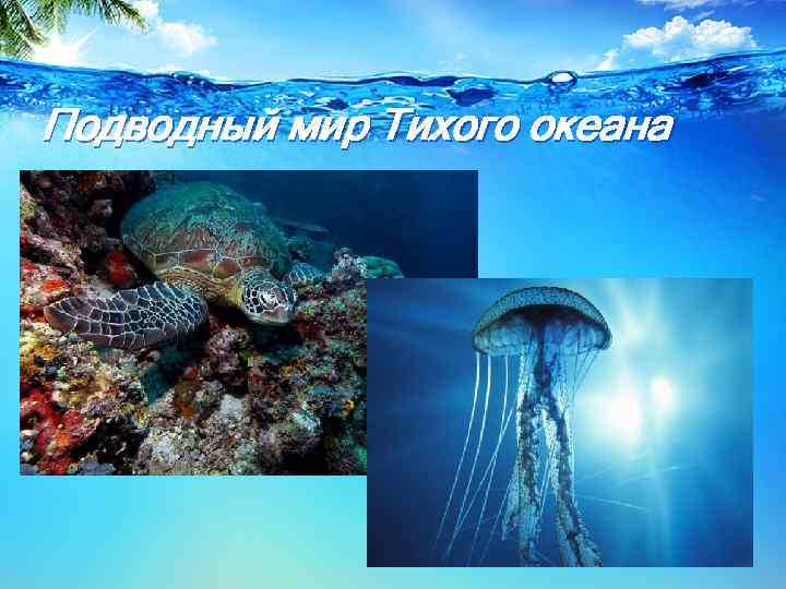 Подводный мир Тихого океана 