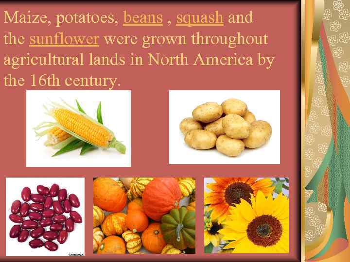 Maize, potatoes, beans , squash and the sunflower were grown throughout agricultural lands in