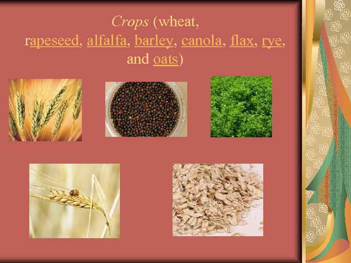 Crops (wheat, rapeseed, alfalfa, barley, canola, flax, rye, and oats) 