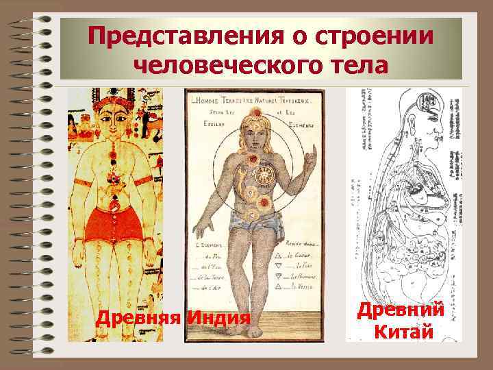 Представления о строении человеческого тела Древняя Индия Древний Китай 