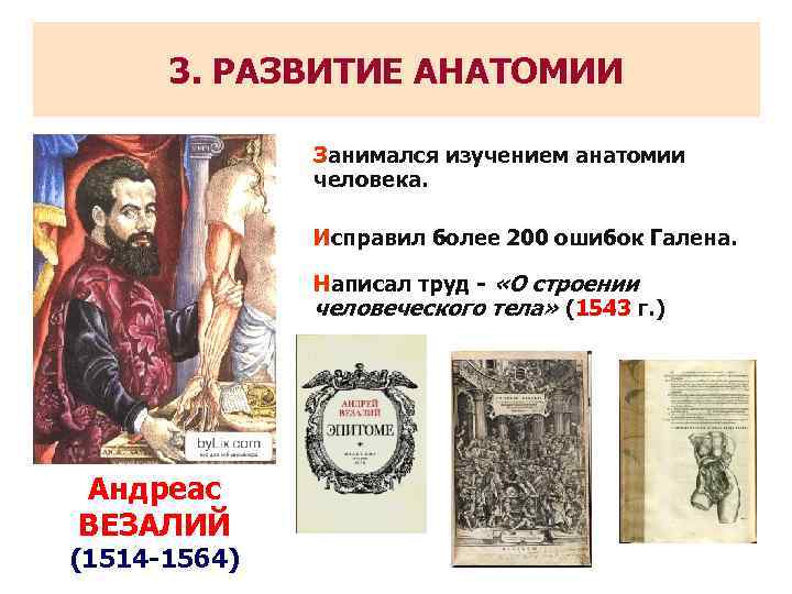 3. РАЗВИТИЕ АНАТОМИИ Занимался изучением анатомии человека. Исправил более 200 ошибок Галена. Написал труд