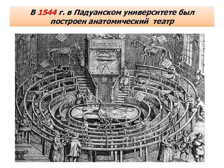 В 1544 г. в Падуанском университете был построен анатомический театр 