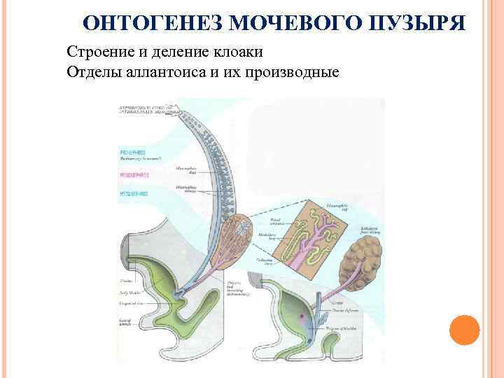 ОНТОГЕНЕЗ МОЧЕВОГО ПУЗЫРЯ Строение и деление клоаки Отделы аллантоиса и их производные 