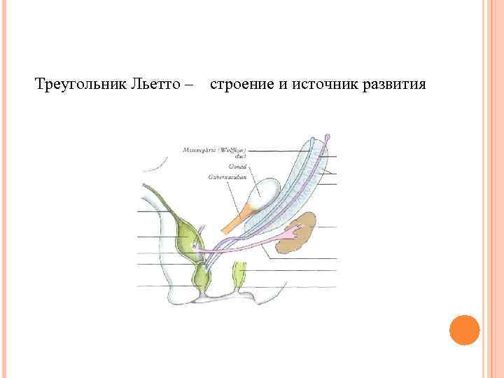 Треугольник Льетто – строение и источник развития 