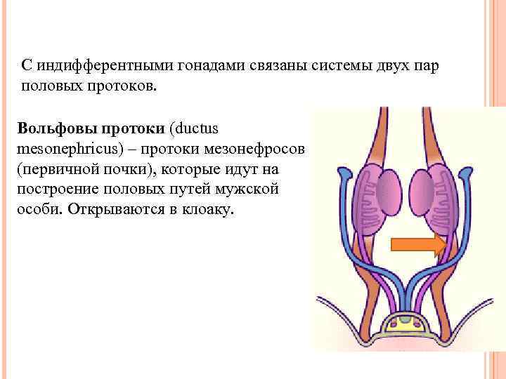 С индифферентными гонадами связаны системы двух пар половых протоков. Вольфовы протоки (ductus mesonephricus) –