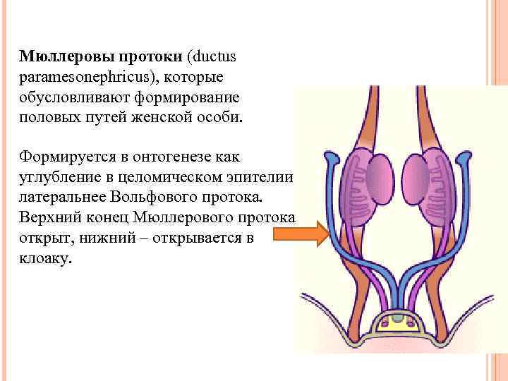 Мюллеровы протоки (ductus paramesonephricus), которые обусловливают формирование половых путей женской особи. Формируется в онтогенезе