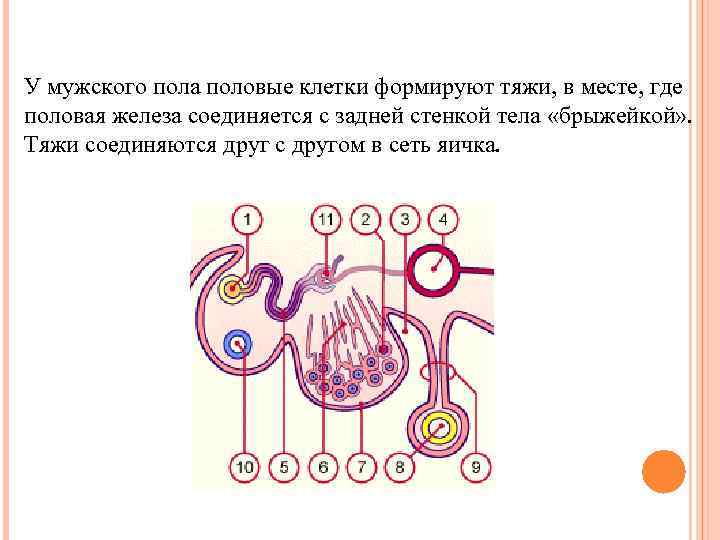 У мужского пола половые клетки формируют тяжи, в месте, где половая железа соединяется с