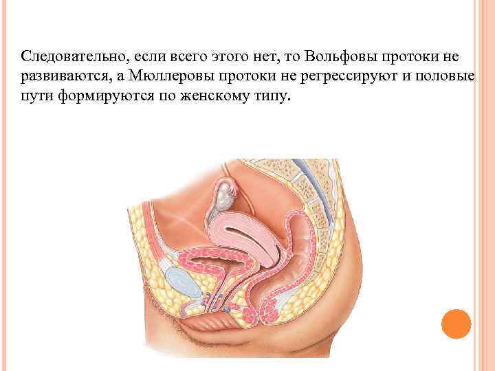 Следовательно, если всего этого нет, то Вольфовы протоки не развиваются, а Мюллеровы протоки не