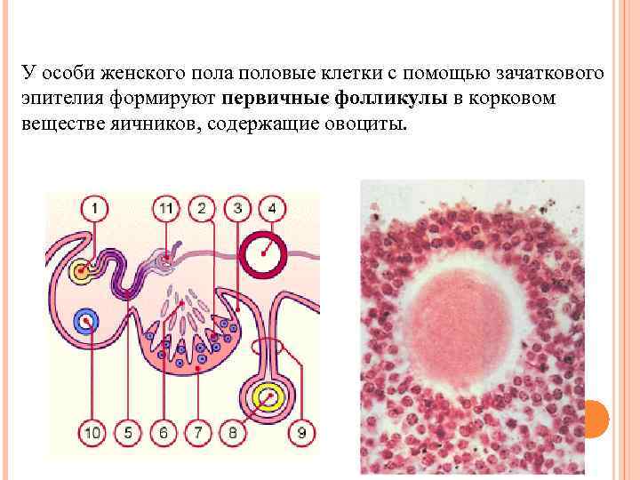 У особи женского пола половые клетки с помощью зачаткового эпителия формируют первичные фолликулы в