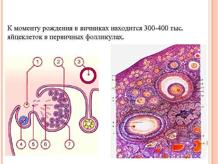 К моменту рождения в яичниках находится 300 -400 тыс. яйцеклеток в первичных фолликулах. 