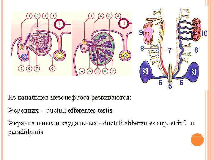 Из канальцев мезонефроса развиваются: развиваются Øсредних - ductuli efferentes testis Øкраниальных и каудальных -