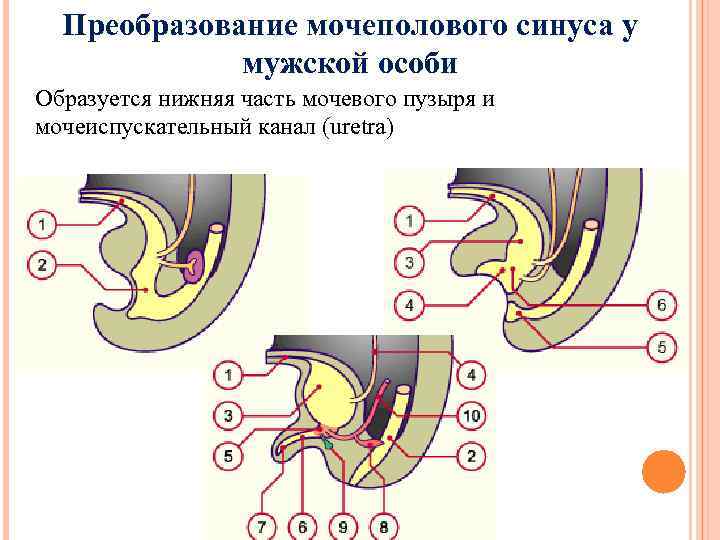 Преобразование мочеполового синуса у мужской особи Образуется нижняя часть мочевого пузыря и мочеиспускательный канал