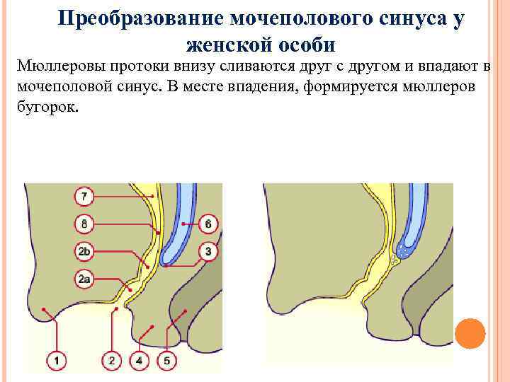 Преобразование мочеполового синуса у женской особи Мюллеровы протоки внизу сливаются друг с другом и
