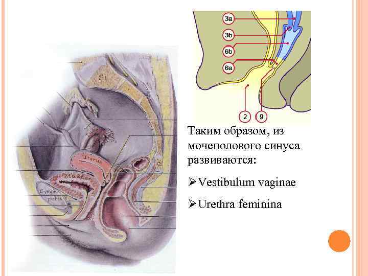 Таким образом, из мочеполового синуса развиваются: ØVestibulum vaginae ØUrethra feminina 