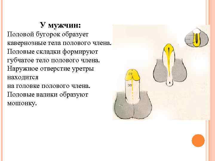 У мужчин: Половой бугорок образует кавернозные тела полового члена. Половые складки формируют губчатое тело