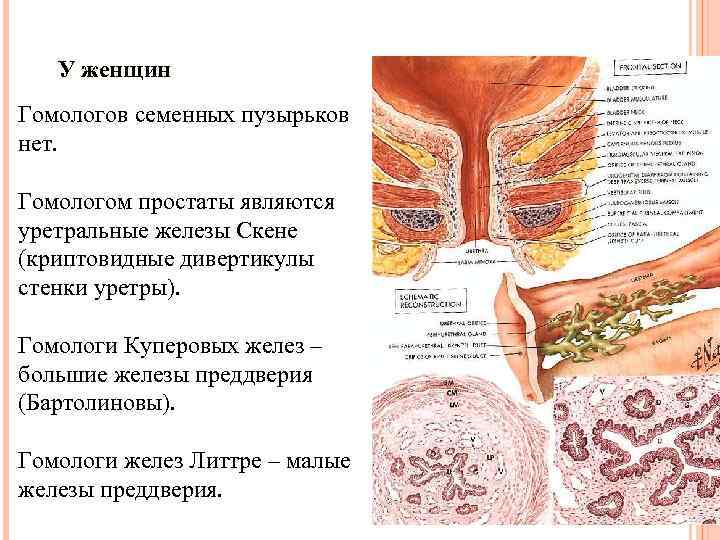 У женщин Гомологов семенных пузырьков нет. Гомологом простаты являются уретральные железы Скене (криптовидные дивертикулы