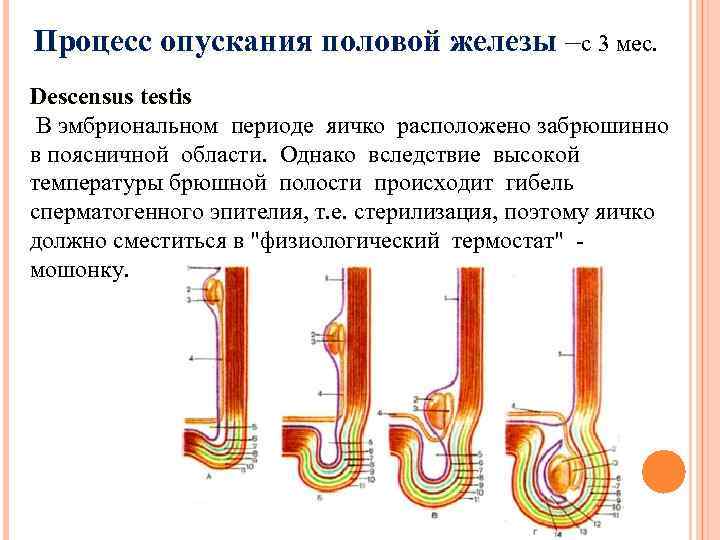 Процесс опускания половой железы –с 3 мес. Descensus testis В эмбриональном периоде яичко расположено