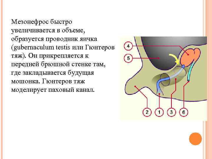 Мезонефрос быстро увеличивается в объеме, образуется проводник яичка (gubernaculum testis или Гюнтеров тяж). Он