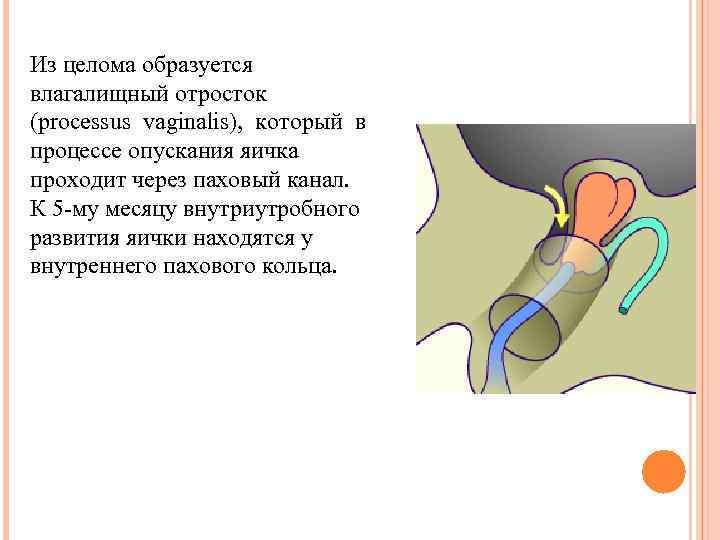 Из целома образуется влагалищный отросток (processus vaginalis), который в процессе опускания яичка проходит через