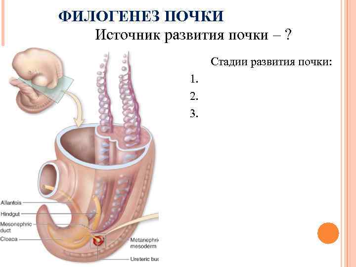 ФИЛОГЕНЕЗ ПОЧКИ Источник развития почки – ? Стадии развития почки: 1. 2. 3. 