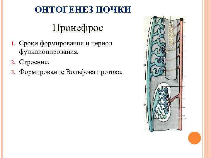 ОНТОГЕНЕЗ ПОЧКИ Пронефрос Сроки формирования и период функционирования. 2. Строение. 3. Формирование Вольфова протока.