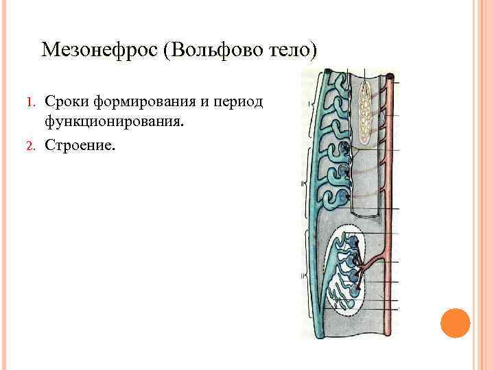 Мезонефрос (Вольфово тело) Сроки формирования и период функционирования. 2. Строение. 1. 