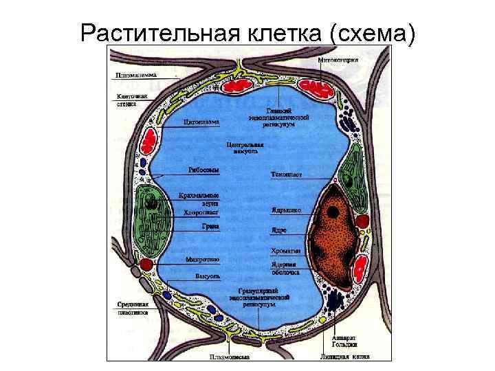 Физиология растений картинки