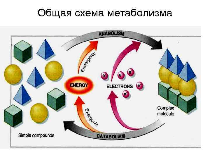 Общая схема метаболизма 