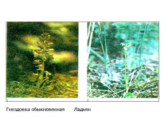 Гнездовка обыкновенная Ладьян 