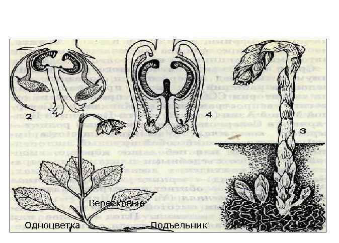Вересковые Одноцветка Подъельник 