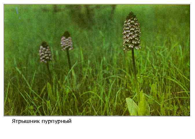 Ятрышник пурпурный 