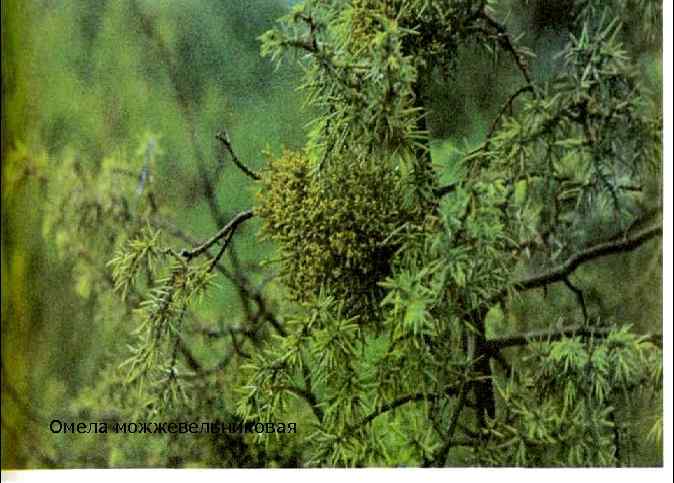 Омела можжевельниковая 