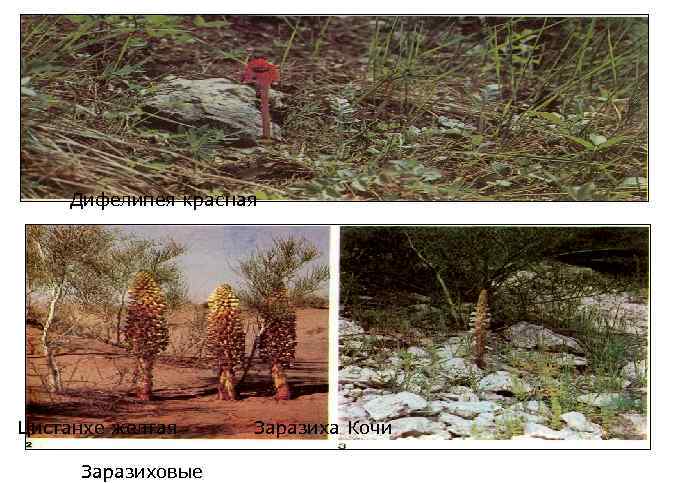 Дифелипея красная Цистанхе желтая Заразиховые Заразиха Кочи 