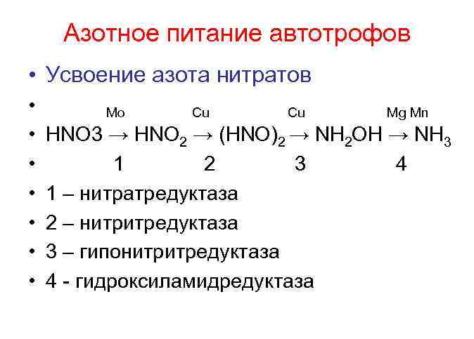Азотное питание автотрофов • Усвоение азота нитратов • • Mo Cu Cu Mg Mn