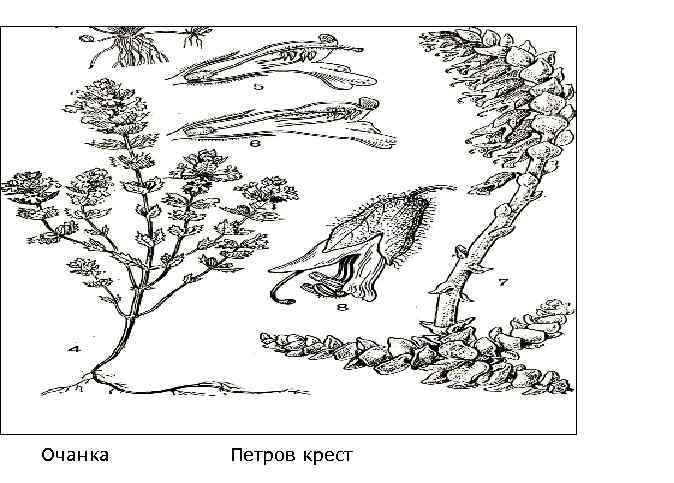 Очанка Петров крест 