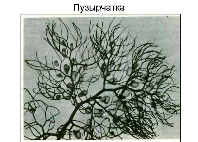 Пузырчатка 