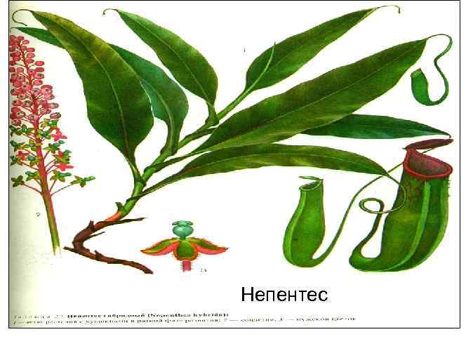 Непентес 