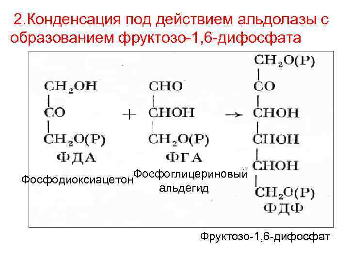 2. Конденсация под действием альдолазы с образованием фруктозо-1, 6 -дифосфата Фосфодиоксиацетон. Фосфоглицериновый альдегид Фруктозо-1,