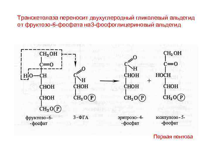 Транскетолаза переносит двухуглеродный гликолевый альдегид от фруктозо-6 -фосфата на 3 -фосфоглицериновый альдегид Первая пентоза