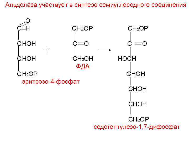 Альдолаза участвует в синтезе семиуглеродного соединения О С Н СН 2 ОР С НОН