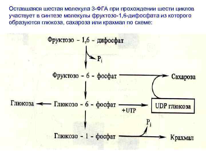 Шесть цикл. Синтез глицерофосфолипидов из фруктозо-1.6-дифосфата. Биосинтез крахмала схема. Синтез Глюкозы при фотосинтезе. ФГА биохимия.