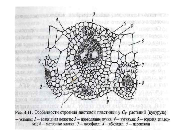 Мезофил