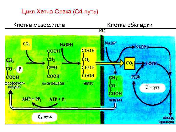 4 путь. С4-путь фотосинтеза (цикл хетча — Слэка). С4 путь фотосинтеза цикл хетча-слека. Фотосинтез с4 путь хэтча Слэка. Цикл хэтча-Слэка с 4 путь.